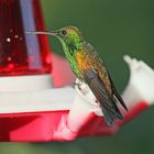 Kolibri- Tränke