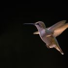 Kolibri (Trochilidae)