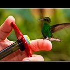 Kolibri und Zuckerwasser, Costa Rica