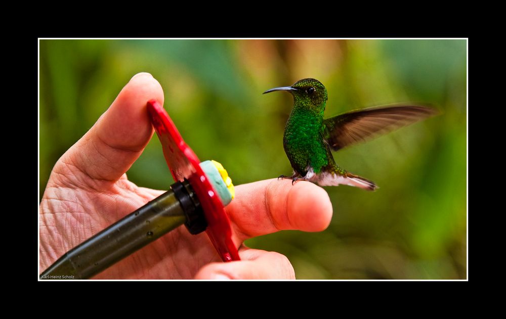 Kolibri und Zuckerwasser, Costa Rica
