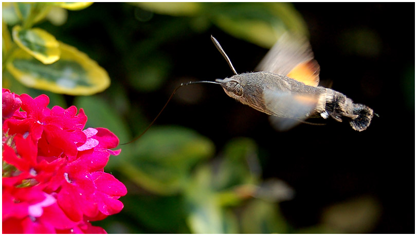 Kolibri unter den Insekten