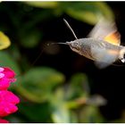 Kolibri unter den Insekten