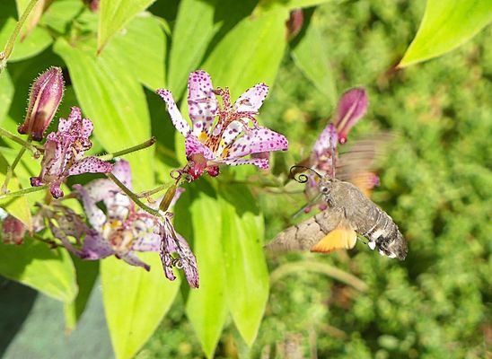 Kolibri unter den Schmetterlingen
