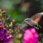 Kolibri unter den Schmetterlingen