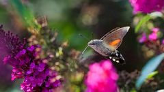 Kolibri unter den Schmetterlingen