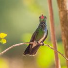 Kolibri - VI