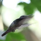 Kolibri (VI)