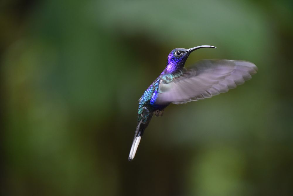 Kolibri - Violettdegenflügel