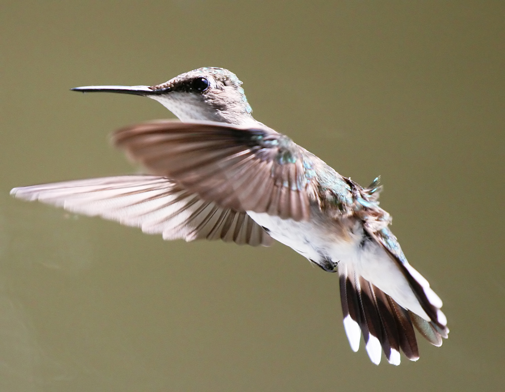 Kolibri vorm Haus