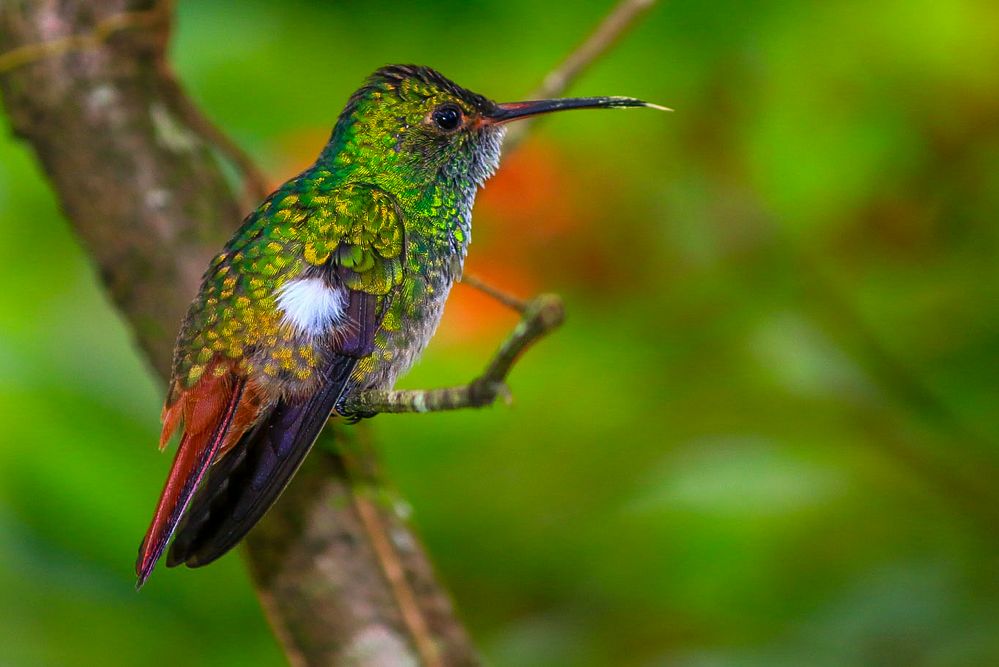  Kolibri  zeigt seine Zunge Foto Bild tiere wildlife 