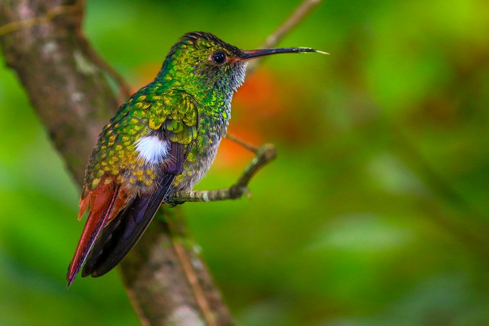 Kolibri zeigt seine Zunge Foto Bild tiere wildlife Kolibri zeigt seine Zunge Foto Bild tiere wildlife