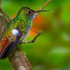 Kolibri zeigt seine Zunge