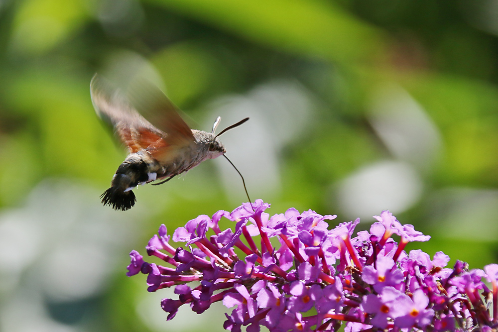 "Kolibri-Zeit"