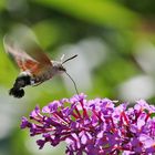 "Kolibri-Zeit"