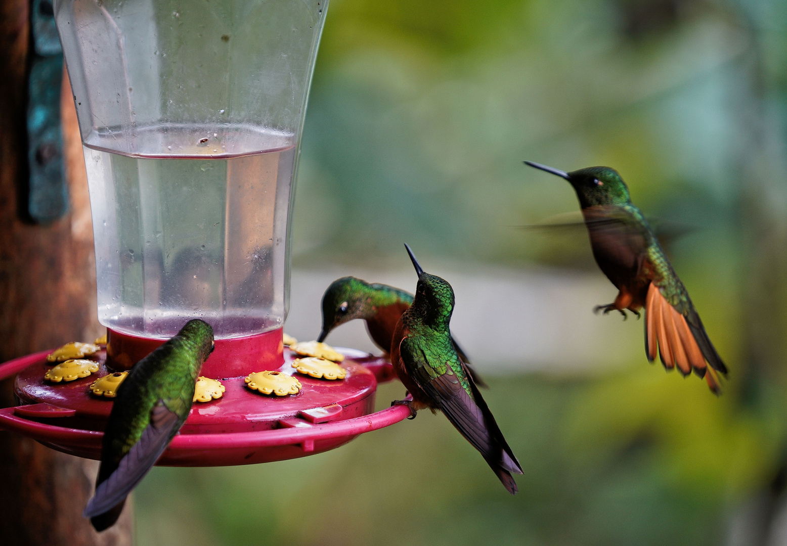 Kolibri_Ecuador