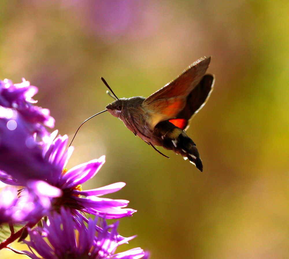 Kolibrifalter 2 Foto & Bild tiere, wildlife, schmetterlinge Bilder