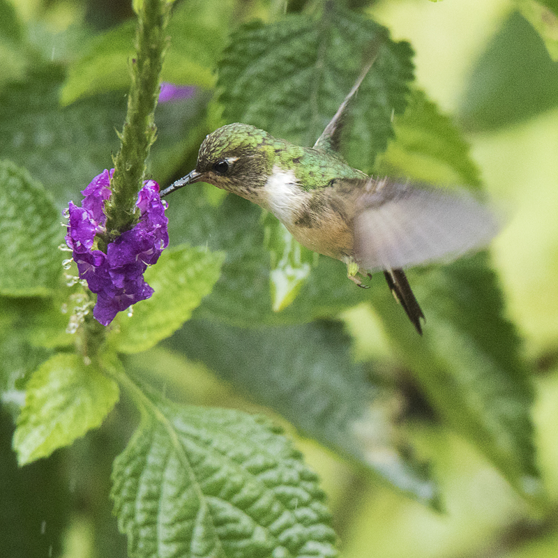 Kolibri_grün-weiss