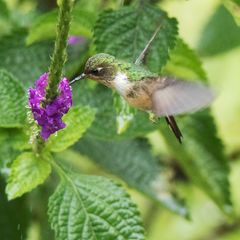 Kolibri_grün-weiss