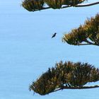 Kolibris an der Küste Highway No 1