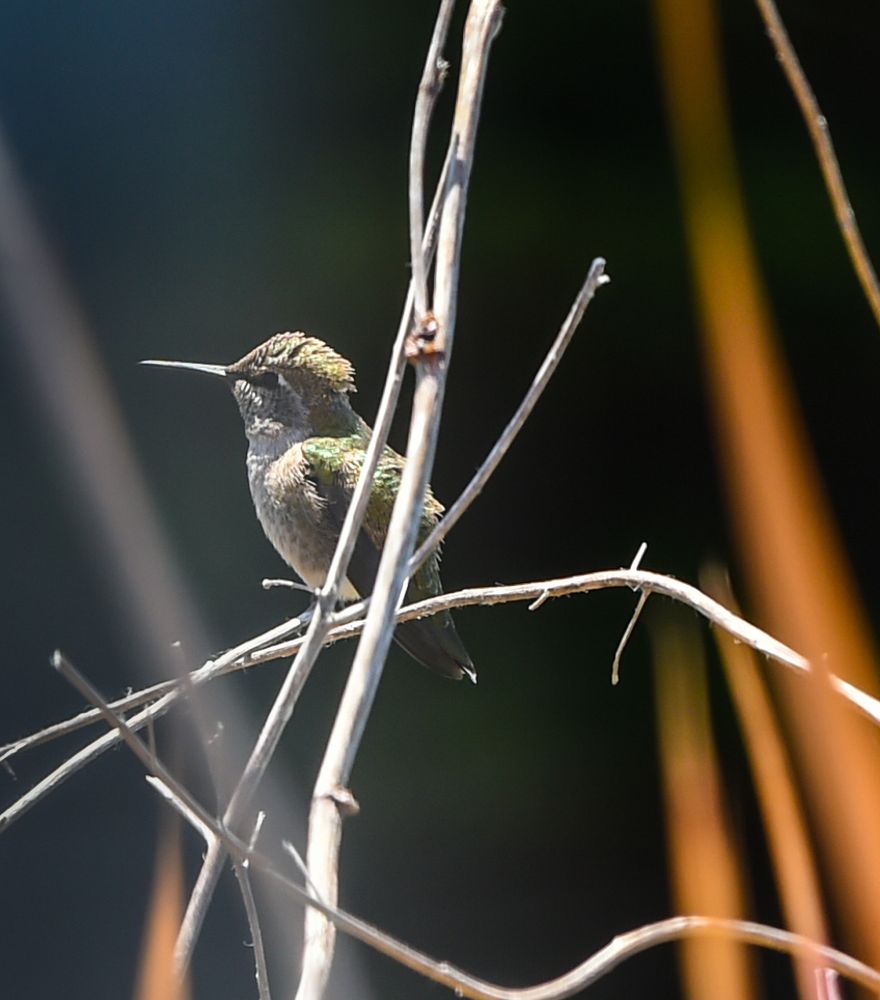 Kolibris gibt es auch        DSC_5182-2