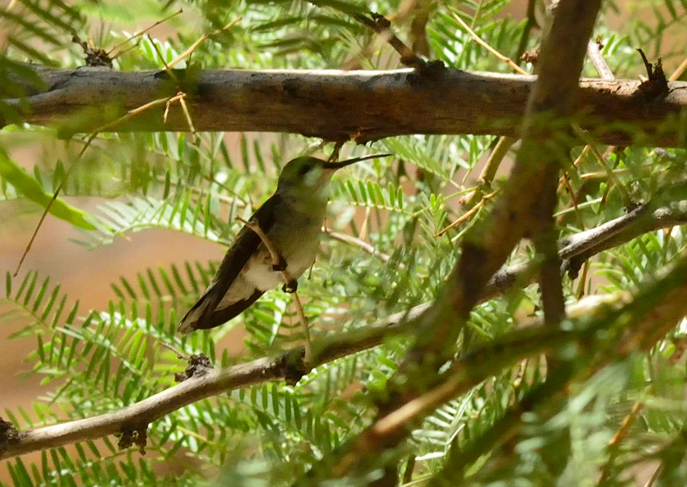 Kolibris (Hummingbird)