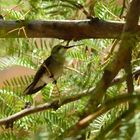 Kolibris (Hummingbird)