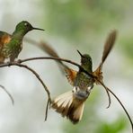 Kolibris im Berg-Regenwald - 4 -