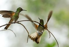 Kolibris im Berg-Regenwald - 4 -