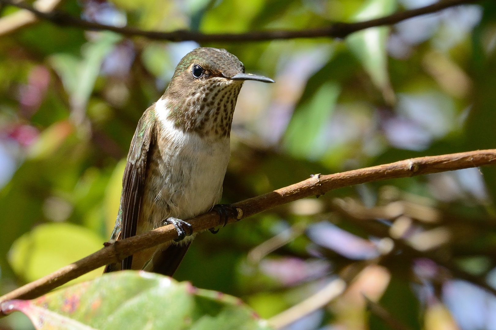 Kolibris in Costa Rica