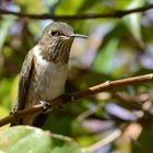 Kolibris in Costa Rica