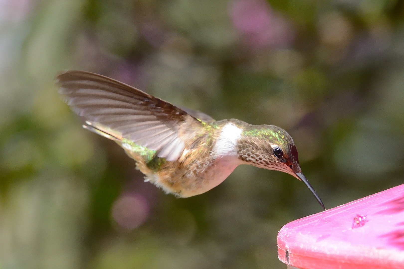 Kolibris in Costa Rica