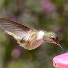 Kolibris in Costa Rica