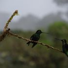 Kolibris in Costa Rica