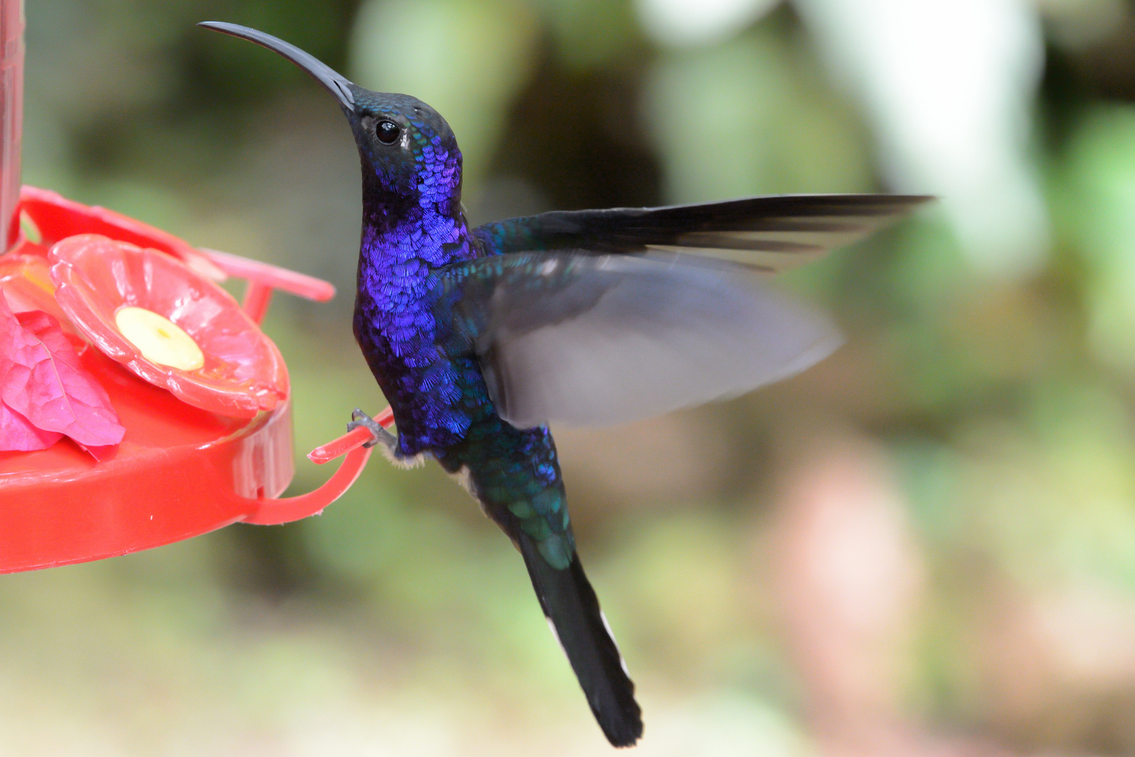 Kolibris in Costa Rica