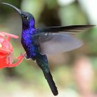 Kolibris in Costa Rica