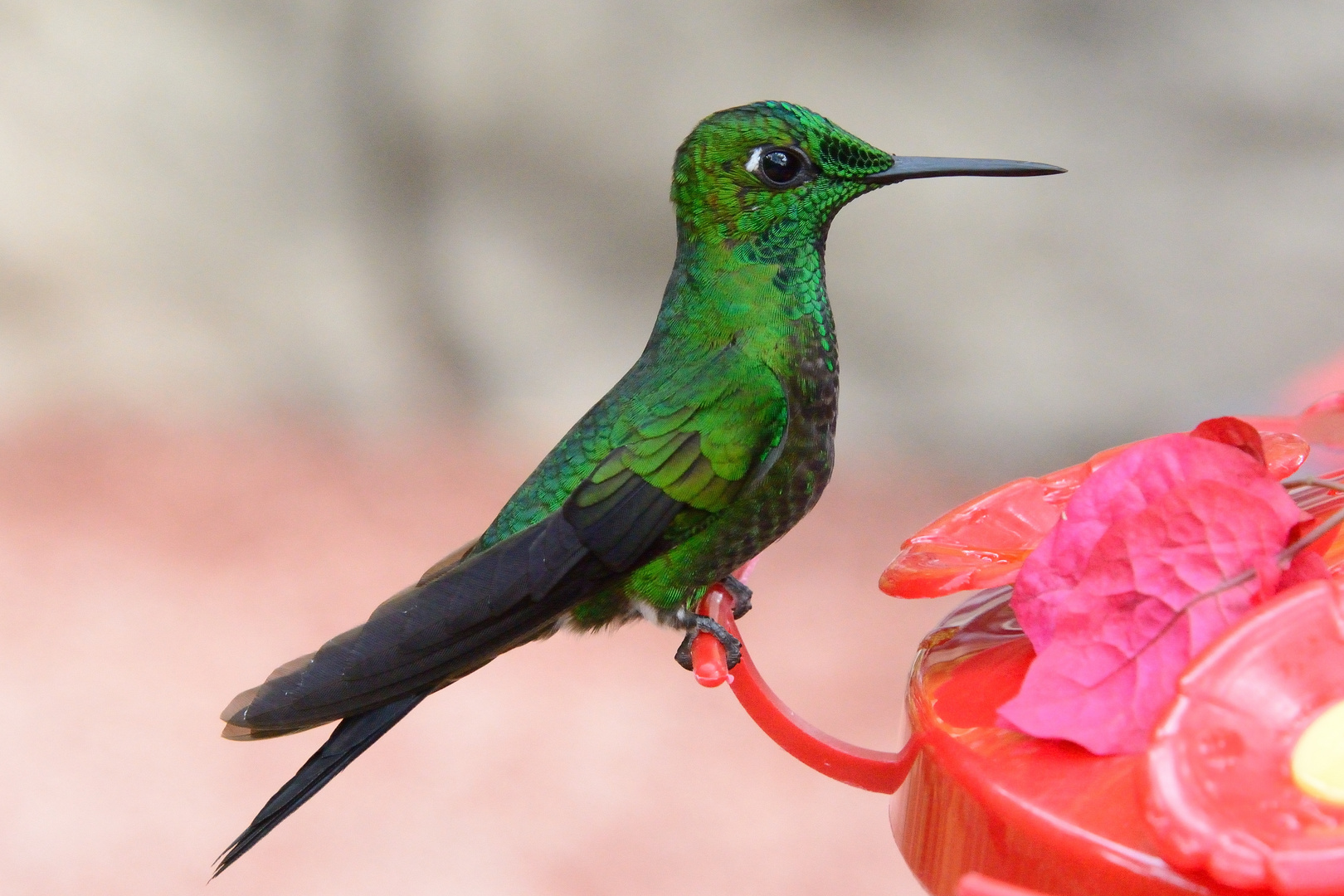 Kolibris in Costa Rica