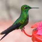 Kolibris in Costa Rica