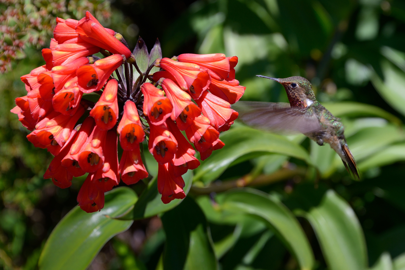 Kolibris in Costa Rica