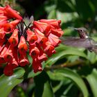 Kolibris in Costa Rica