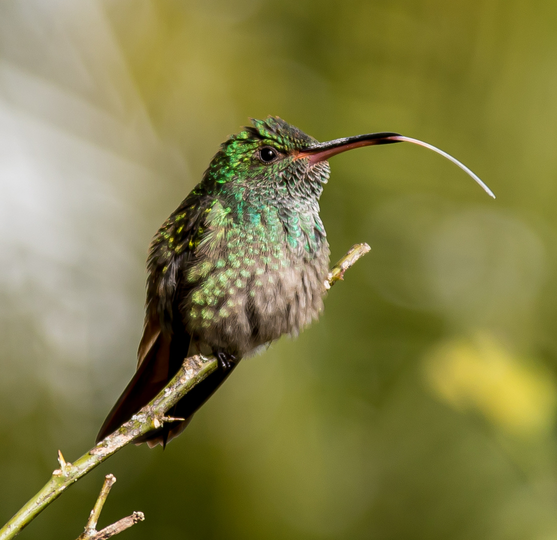 Kolibris verformen ihre Zunge zum Trinkrohr