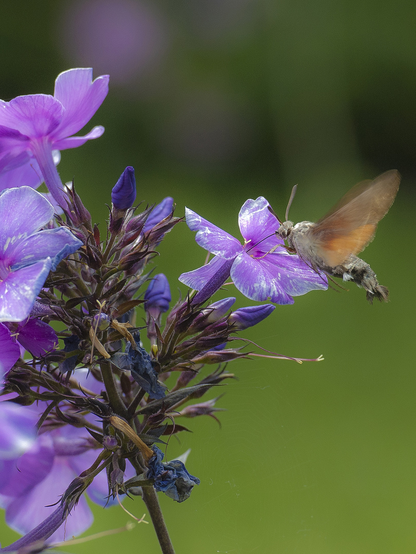 Kolibrischmetterling