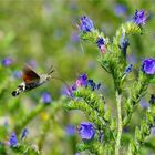 "Kolibrischwärmer "Taubenschwänzchen -(Macroglossum stellatarum), 