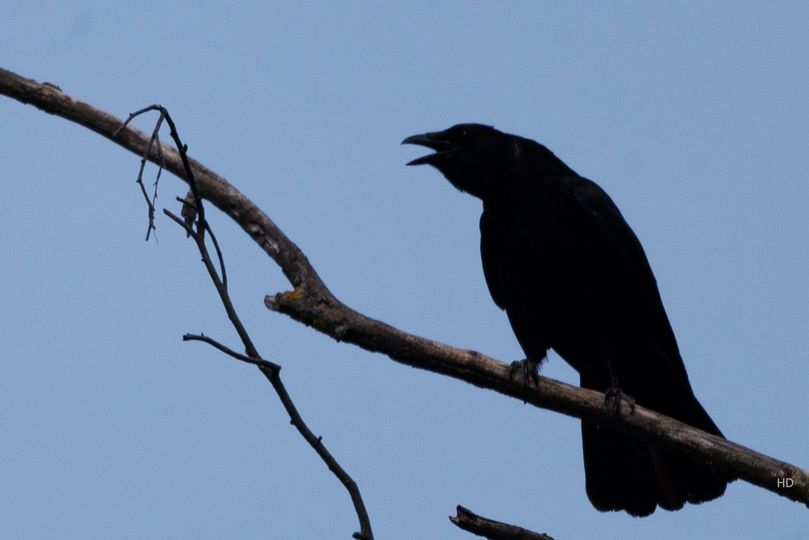 Kolkrabe (Corvus corax)