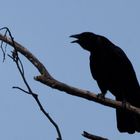 Kolkrabe (Corvus corax)