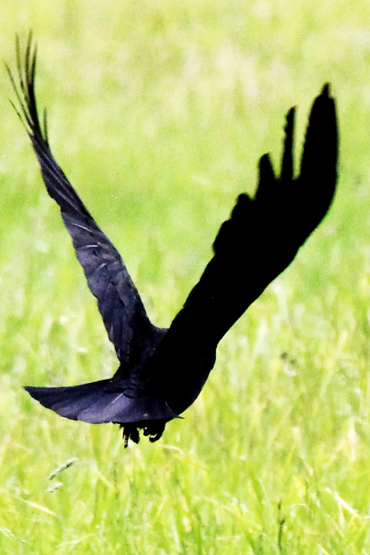 Kolkrabe (Corvus corax)