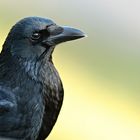 Kolkrabe (Corvus corax)