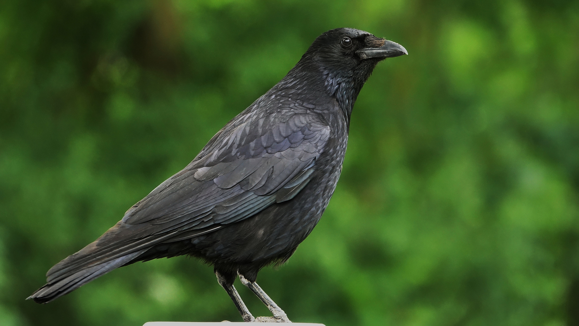 Corvus corax animal