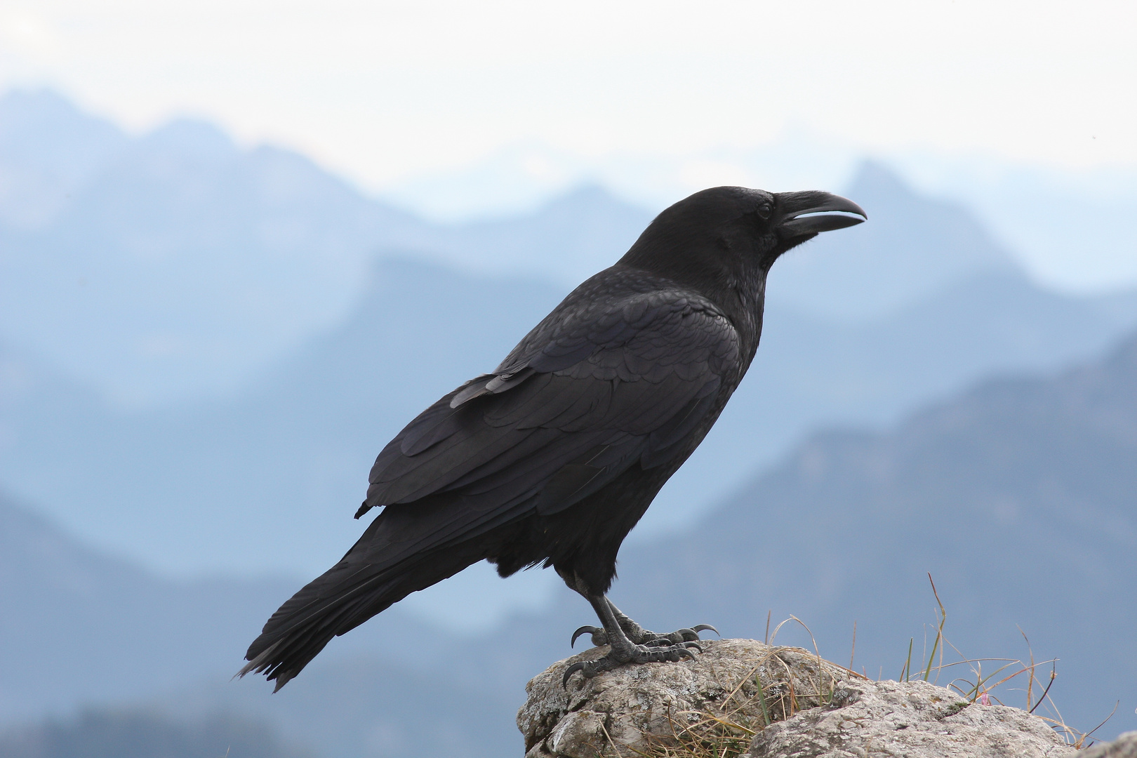 Kolkrabe (Corvus corax)