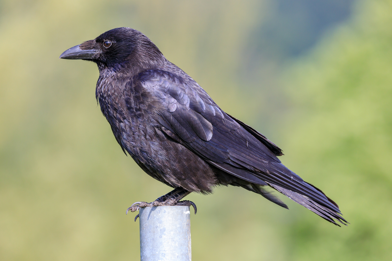 Kolkrabe (Corvus corax)