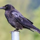 Kolkrabe (Corvus corax)